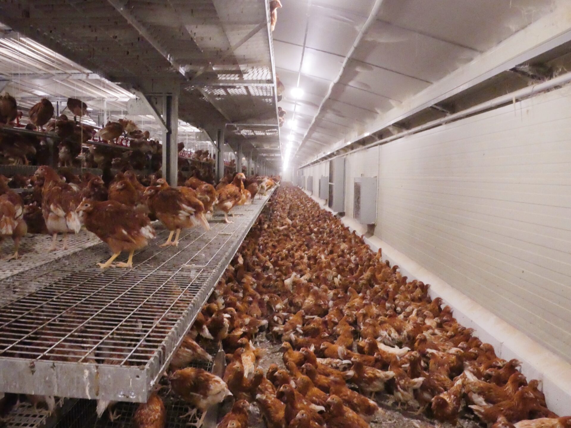 Pullet Rearing System Get to know Fuensanta • Pullet Rearing in Aviary Farm